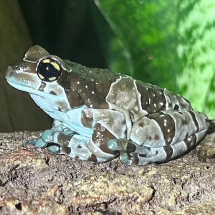 Amazon Milk Tree Frogs image 3