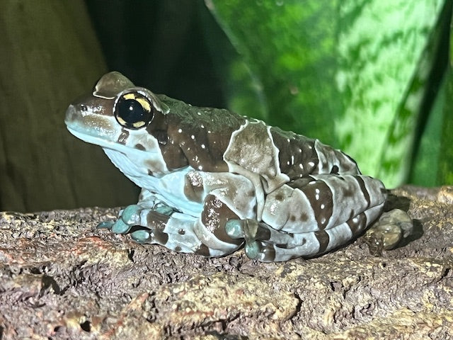 Amazon Milk Tree Frogs image 3