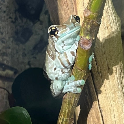 Amazon Milk Tree Frogs image 2