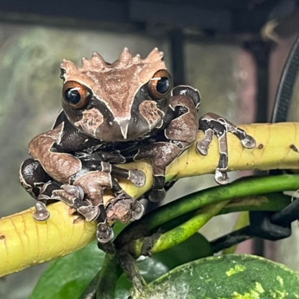 Crowned Tree Frogs- Triprion spinosus image 0