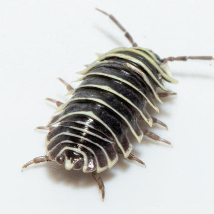 Armadillidium maculatum "Zebra" Isopods image 2