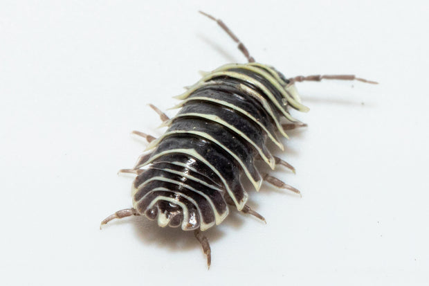 Armadillidium maculatum "Zebra" Isopods image 2