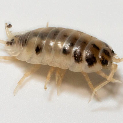 Dairy Cow Isopods image 5