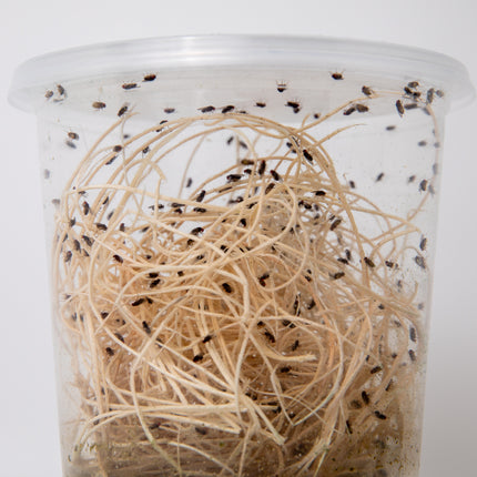 Drosophila Hydei Fruit Flies image 3