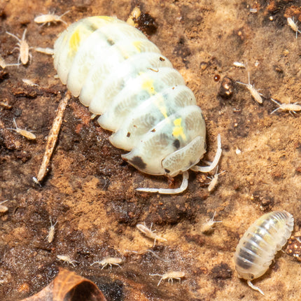 Armadillidium vulgare "Magic potion" image 2