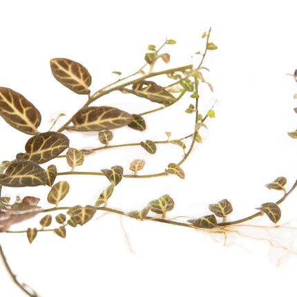 Solanum sp. 'Ecuador' image 1