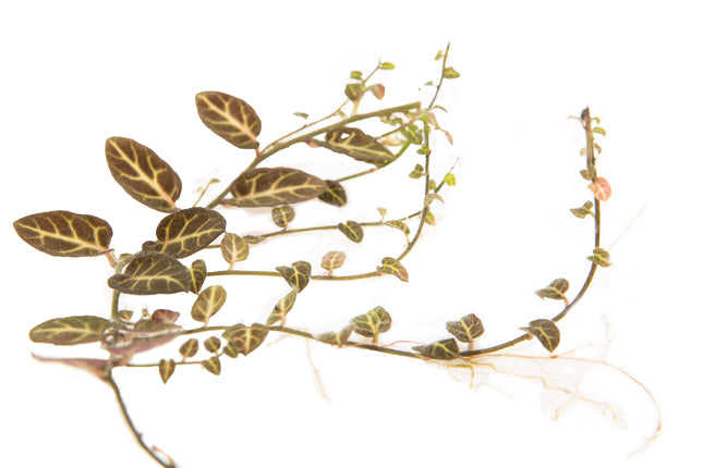 Solanum sp. 'Ecuador' image 1