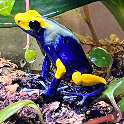 Dendrobates Tinctorius Tumucumaque Peacock image 2