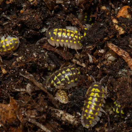 Armadillidium gestroi 'Gold Spot' image 1