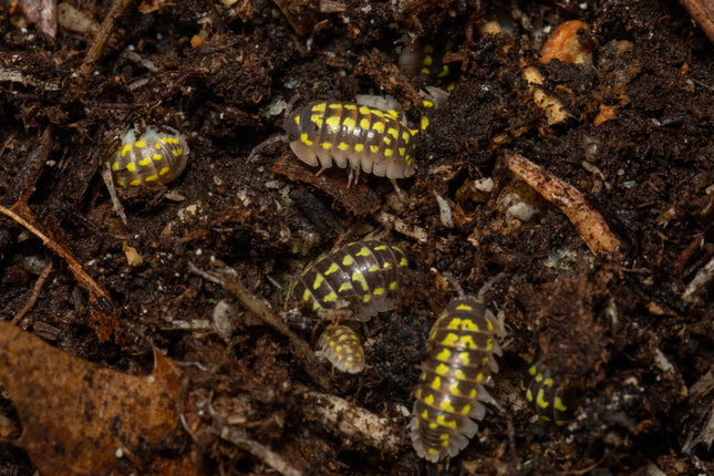 Armadillidium gestroi 'Gold Spot' image 1