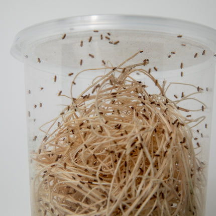 Drosophila Melanogaster Fruit Flies image 3