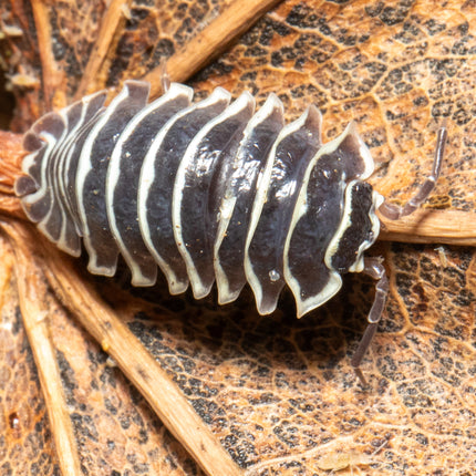 Armadillidium maculatum "Zebra" Isopods image 7