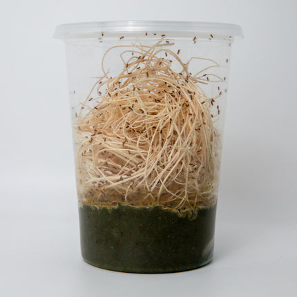 Drosophila Melanogaster Fruit Flies image 4