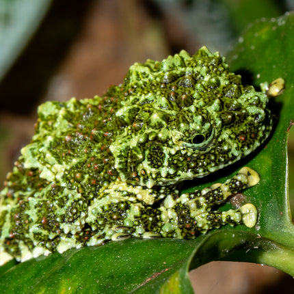 Vietnamese Mossy Tree Frog image 0