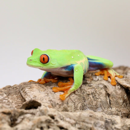 Red Eyed Tree Frog image 2