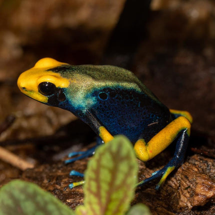 Dendrobates Tinctorius Tumucumaque Peacock image 0