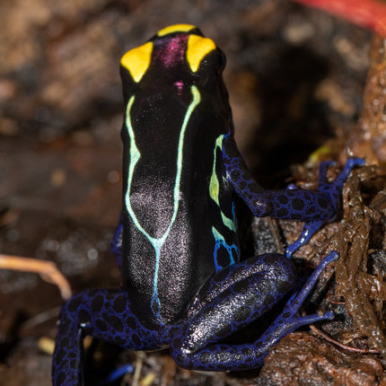 Dendrobates tinctorius 'Alalapadu Cobalt' image 0