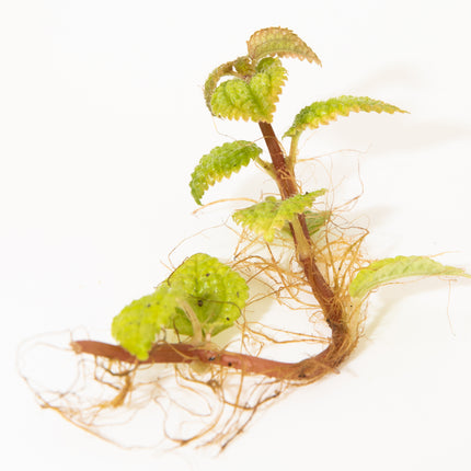 Pilea involucrata 'Moon Valley' image 2