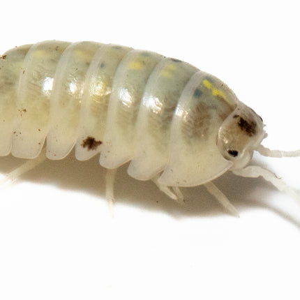 Armadillidium vulgare "Magic potion" image 5