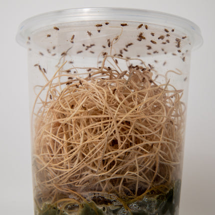 Drosophila Golden Hydei Fruit Flies image 3