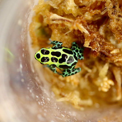 Ranitomeya Variabilis image 1
