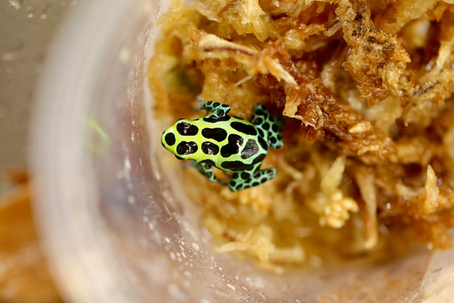 Ranitomeya Variabilis image 1