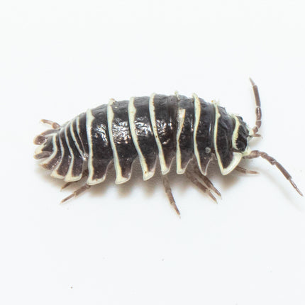 Armadillidium maculatum "Zebra" Isopods image 3