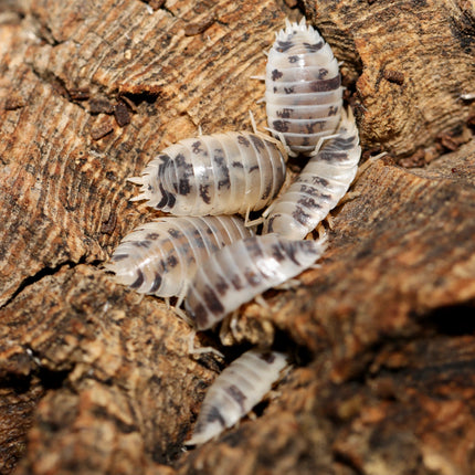 Dairy Cow Isopods image 1