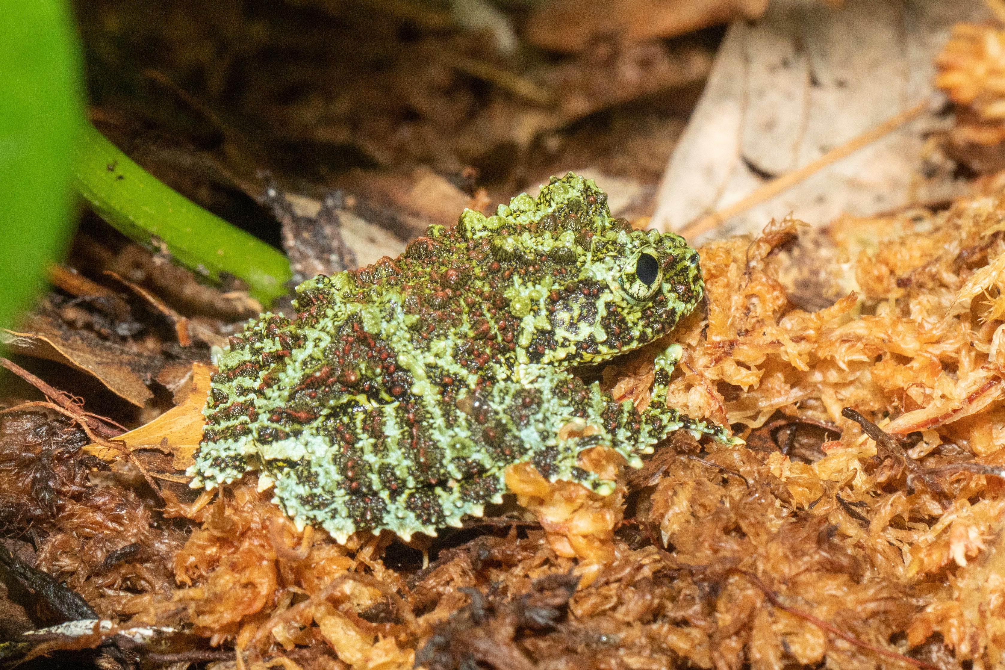 アクセサリー coma frog Vietnamese Mossy Frog-Theloderma corticale – Finn's Frog Farm