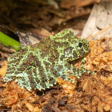 Vietnamese Mossy Tree Frog image 1