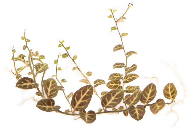 Solanum sp. 'Ecuador' image 0