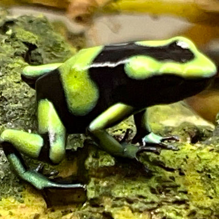 Dendrobates Auratus Capurgana image 0