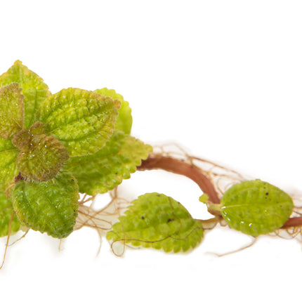 Pilea involucrata 'Moon Valley' image 1