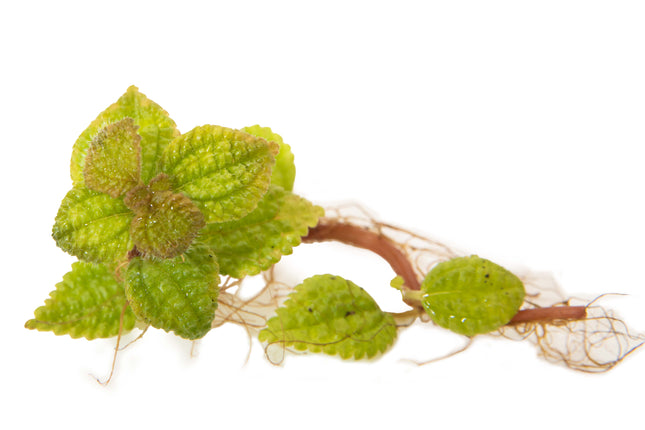 Pilea involucrata 'Moon Valley' image 1