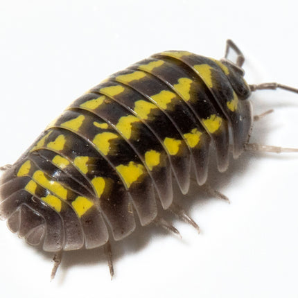 Armadillidium gestroi 'Gold Spot' image 7