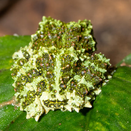 Vietnamese Mossy Tree Frog image 2