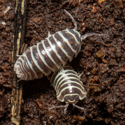 Armadillidium maculatum "Zebra" Isopods image 6