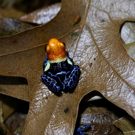 Ranitomeya fantastica "True Nominal" image 0