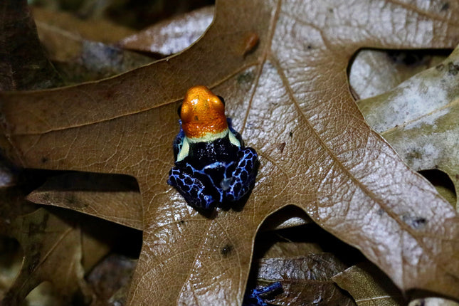 Ranitomeya fantastica "True Nominal" image 0