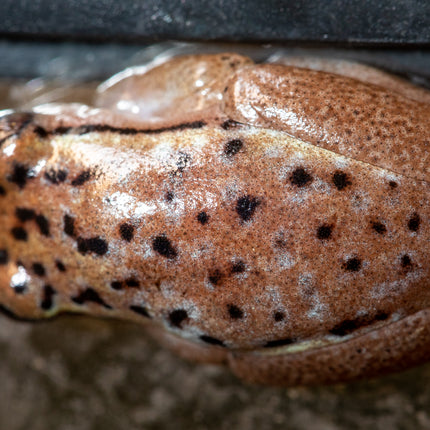 Blue Back Reed Frog image 2