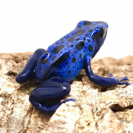 Dendrobates Tinctorius 'Azureus' image 0