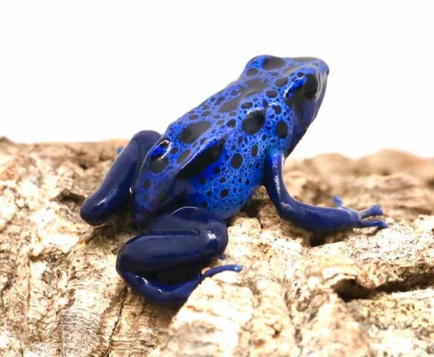 Dendrobates Tinctorius 'Azureus' image 0