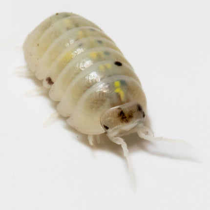 Armadillidium vulgare "Magic potion" image 3