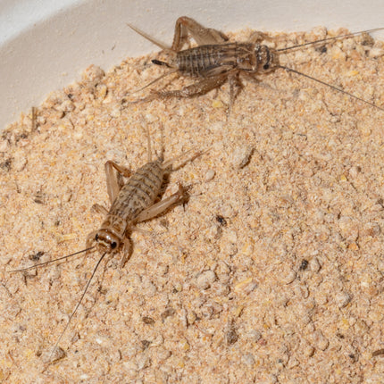 Premium Cricket and Roach Food image 4