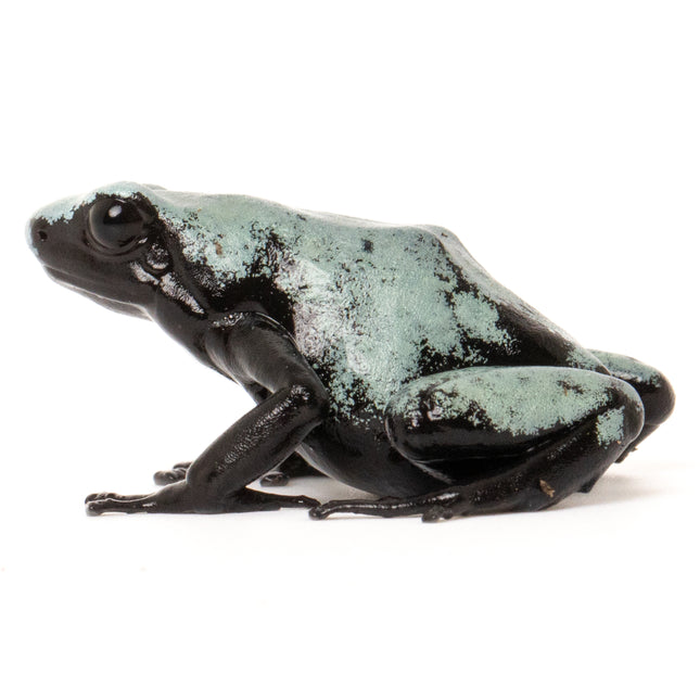 Adelphobates 'Galactonotus Blue'