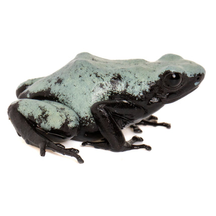 Adelphobates 'Galactonotus Blue'