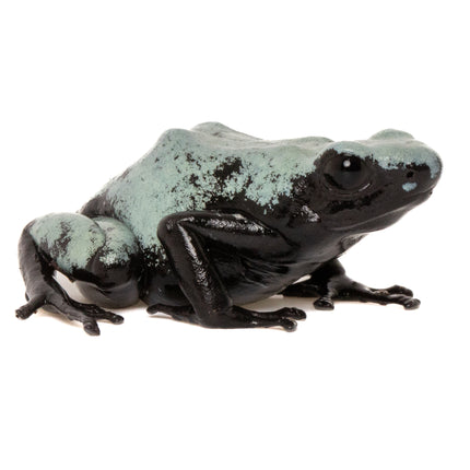 Adelphobates 'Galactonotus Blue'