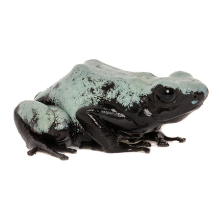 Adelphobates 'Galactonotus Blue'