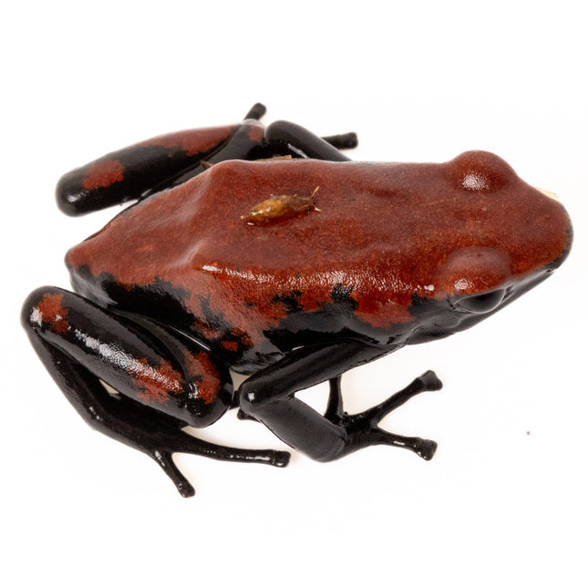 Adelphobates 'Galactonotus Red'