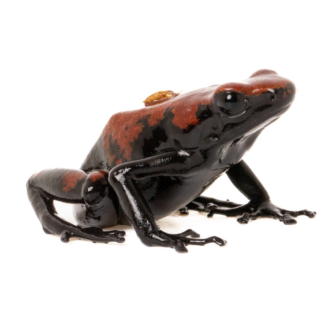 Adelphobates 'Galactonotus Red'